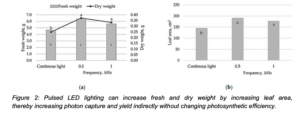 graphs showing that pulsed LED lighting can increase fresh and dry weight by increasing leaf area